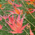 Acer palmatum 'Beni Sazanami' - Érable du Japon