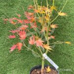 Acer palmatum 'Beni Sazanami' - Érable du Japon