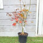 Acer palmatum 'Beni Sazanami' - Érable du Japon