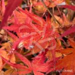 Acer palmatum 'Beni Sazanami' - Érable du Japon