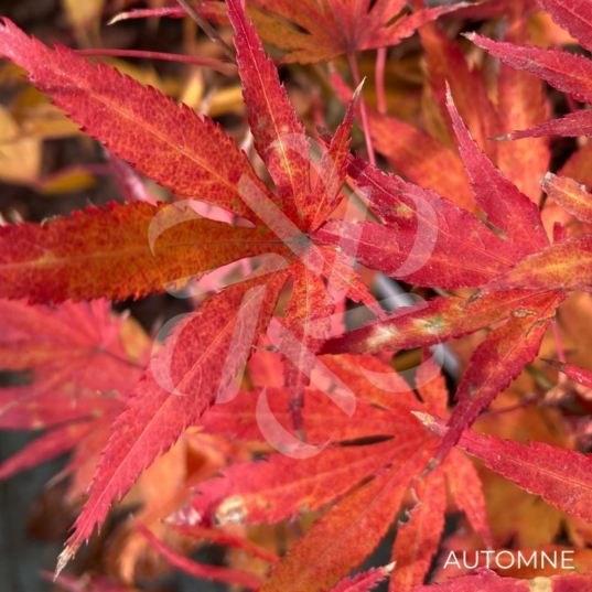 Acer palmatum 'Beni Sazanami' - Érable du Japon