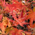 Acer palmatum 'Beni Sazanami' - Érable du Japon