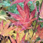 Acer palmatum 'Beni Sazanami' - Érable du Japon