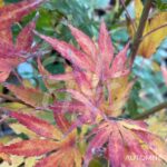 Acer palmatum 'Beni Sazanami' - Érable du Japon