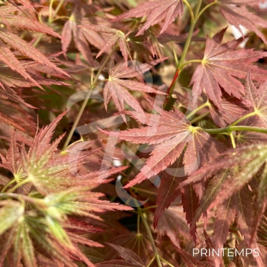 Acer palmatum 'Beni Sazanami' - Érable du Japon