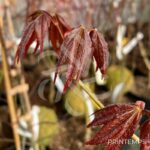Acer palmatum 'Beni Sazanami' - Érable du Japon