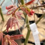 Acer palmatum 'Beni Sazanami' - Érable du Japon