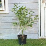 Acer palmatum 'Beni Sazanami' - Érable du Japon