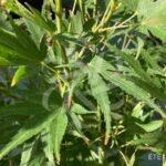 Acer palmatum 'Beni Sazanami' - Érable du Japon