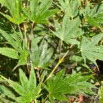 Acer palmatum 'Beni Sazanami' - Érable du Japon