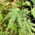 Acer palmatum 'Beni Sazanami' - Érable du Japon