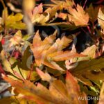Acer palmatum 'Berry Broom' - Érable du Japon