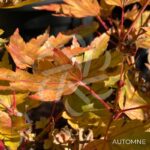 Acer palmatum 'Berry Broom' - Érable du Japon