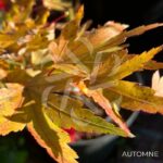 Acer palmatum 'Berry Broom' - Érable du Japon
