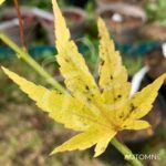 Acer palmatum 'Berry Broom' - Érable du Japon