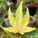 Acer palmatum 'Berry Broom' - Érable du Japon