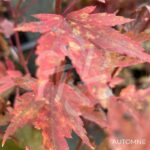 Acer palmatum 'Berry Broom' - Érable du Japon