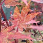 Acer palmatum 'Berry Broom' - Érable du Japon