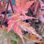 Acer palmatum 'Berry Broom' - Érable du Japon