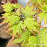 Acer palmatum 'Berry Broom' - Érable du Japon