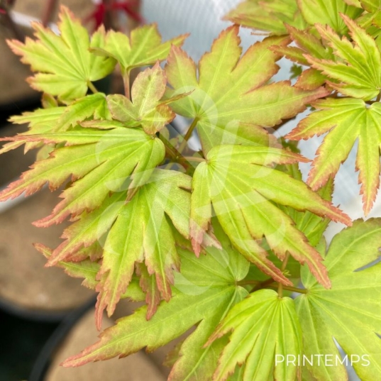 Acer palmatum 'Berry Broom' - Érable du Japon