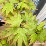Acer palmatum 'Berry Broom' - Érable du Japon
