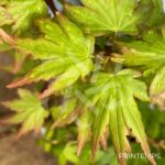 Acer palmatum 'Berry Broom' - Érable du Japon