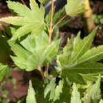 Acer palmatum 'Berry Broom' - Érable du Japon