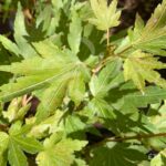 Acer palmatum 'Berry Broom' - Érable du Japon
