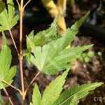 Acer palmatum 'Berry Broom' - Érable du Japon