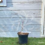 Acer palmatum 'Berry Broom' - Érable du Japon