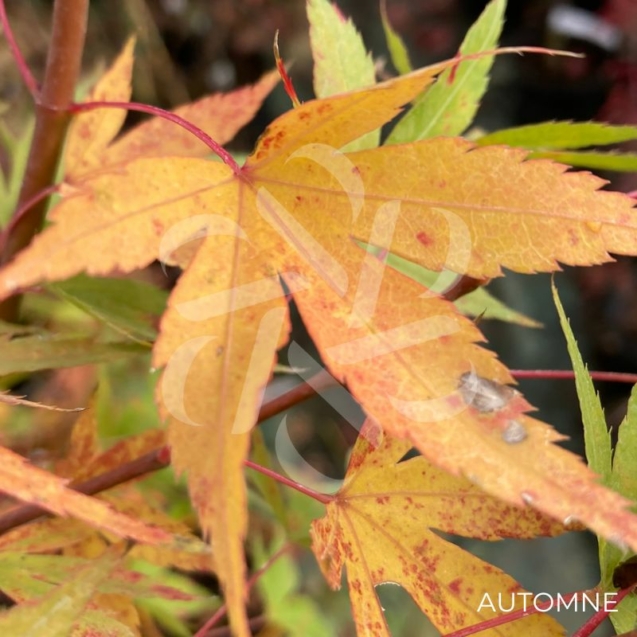 Acer palmatum 'Channa Yasmin' - Érable du Japon
