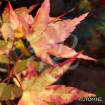 Acer palmatum 'Channa Yasmin' - Érable du Japon