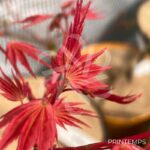 Acer palmatum 'Channa Yasmin' - Érable du Japon