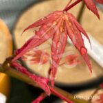 Acer palmatum 'Channa Yasmin' - Érable du Japon