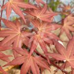Acer palmatum 'Channa Yasmin' - Érable du Japon