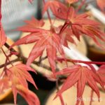 Acer palmatum 'Channa Yasmin' - Érable du Japon