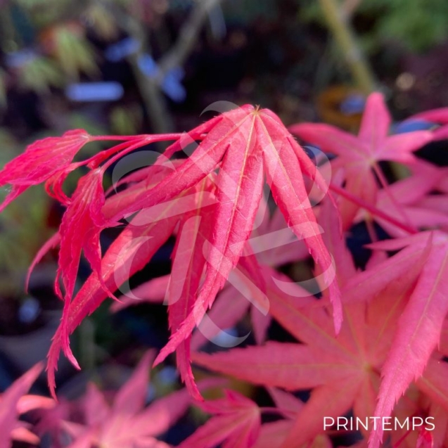 Acer palmatum 'Channa Yasmin' - Érable du Japon