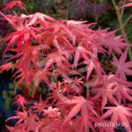 Acer palmatum 'Channa Yasmin' - Érable du Japon