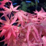 Acer palmatum 'Channa Yasmin' - Érable du Japon