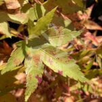 Acer palmatum 'Channa Yasmin' - Érable du Japon