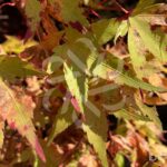 Acer palmatum 'Channa Yasmin' - Érable du Japon