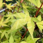 Acer palmatum 'Channa Yasmin' - Érable du Japon