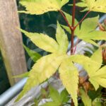 Acer palmatum 'Channa Yasmin' - Érable du Japon