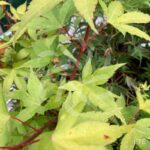 Acer palmatum 'Channa Yasmin' - Érable du Japon