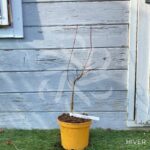 Acer palmatum 'Channa Yasmin' - Érable du Japon