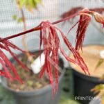 Acer palmatum 'Crimson Queen' - Érable du Japon
