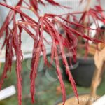 Acer palmatum 'Crimson Queen' - Érable du Japon