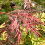 Acer palmatum 'Crimson Queen' - Érable du Japon