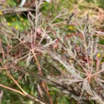 Acer palmatum 'Crimson Queen' - Érable du Japon